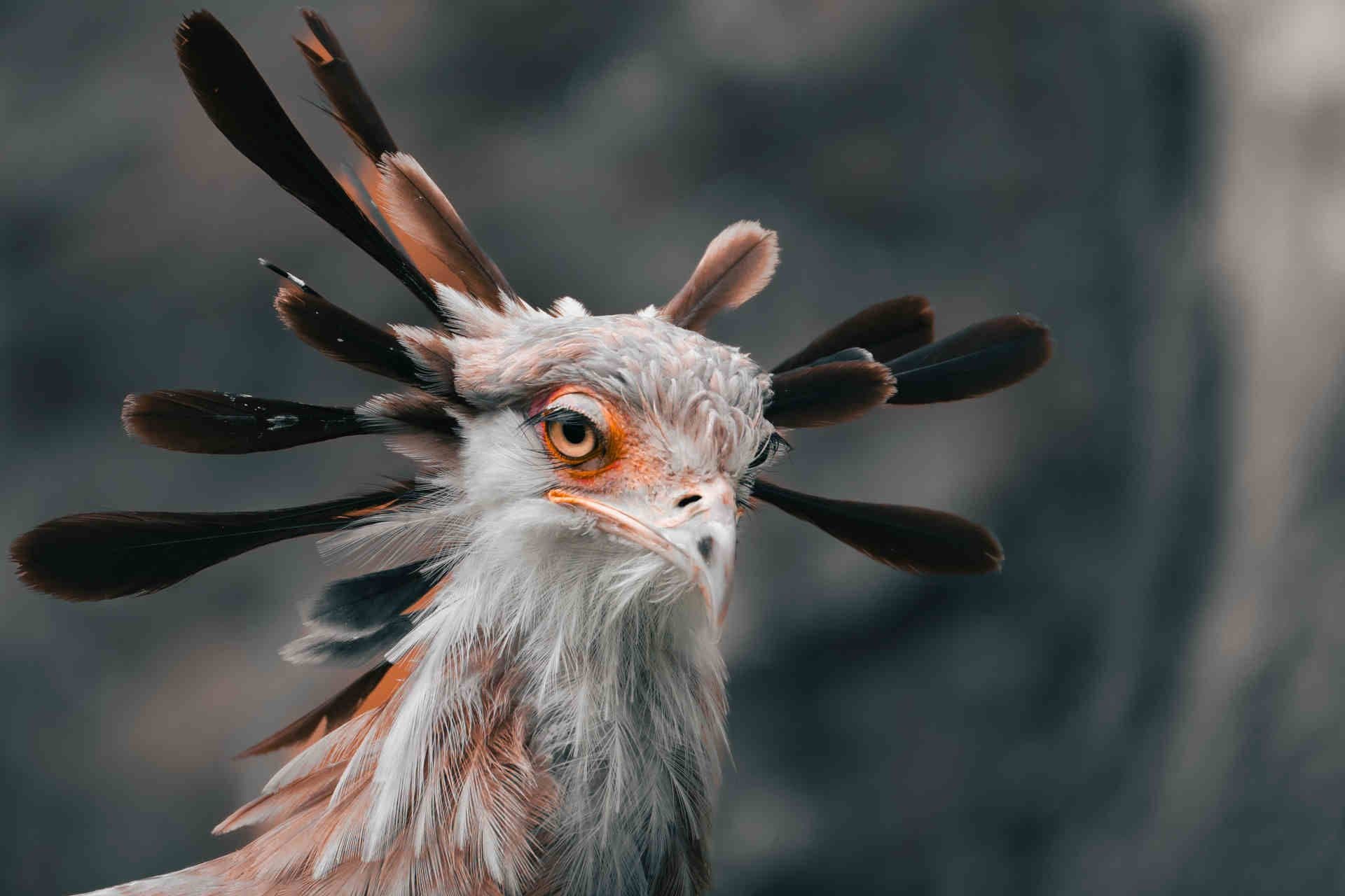 Bazar International (Parte 2)